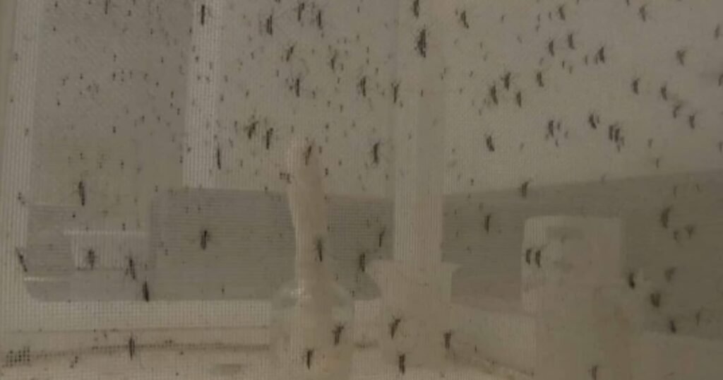Dengue foi negligenciada depois da pandemia, diz infectologista – Noticias R7