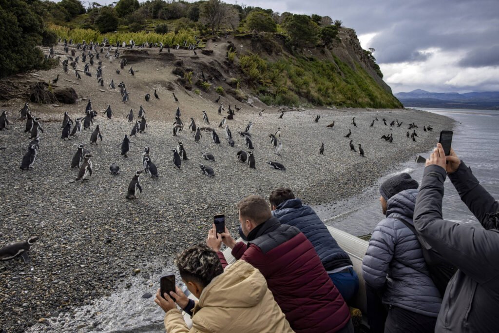 A imagem mostra um grupo de pinguins em uma praia de pedras, com alguns pinguins caminhando e outros parados. Ao fundo, há uma colina coberta de vegetação. Na parte inferior da imagem, várias pessoas estão em um barco, observando e fotografando os pinguins com seus celulares. O céu está nublado, e a cena transmite um ambiente natural e tranquilo.