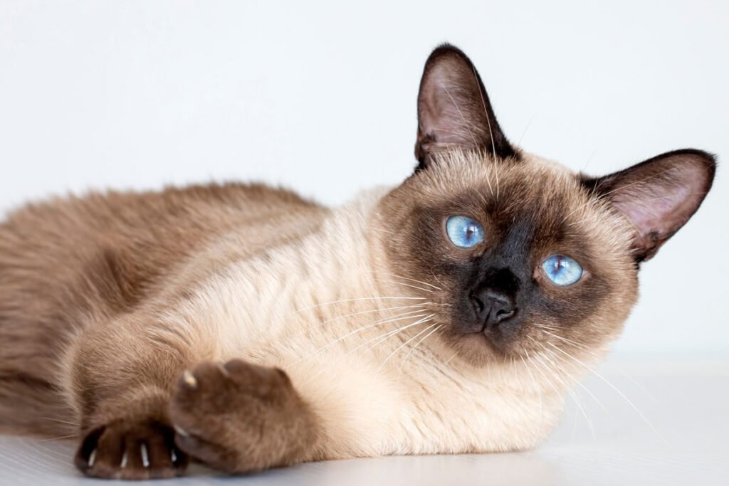 Com olhar hipnotizante e personalidade vibrante, o gato siamês conquista tutores em todo o mundo com seu jeito único de se comunicar.