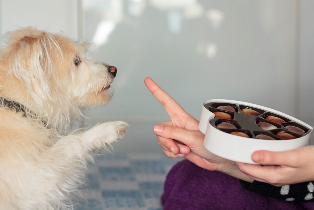 Chocolate pode parecer inofensivo, mas é altamente tóxico para cães e gatos. Conheça os perigos e alternativas seguras para manter seu pet saudável.