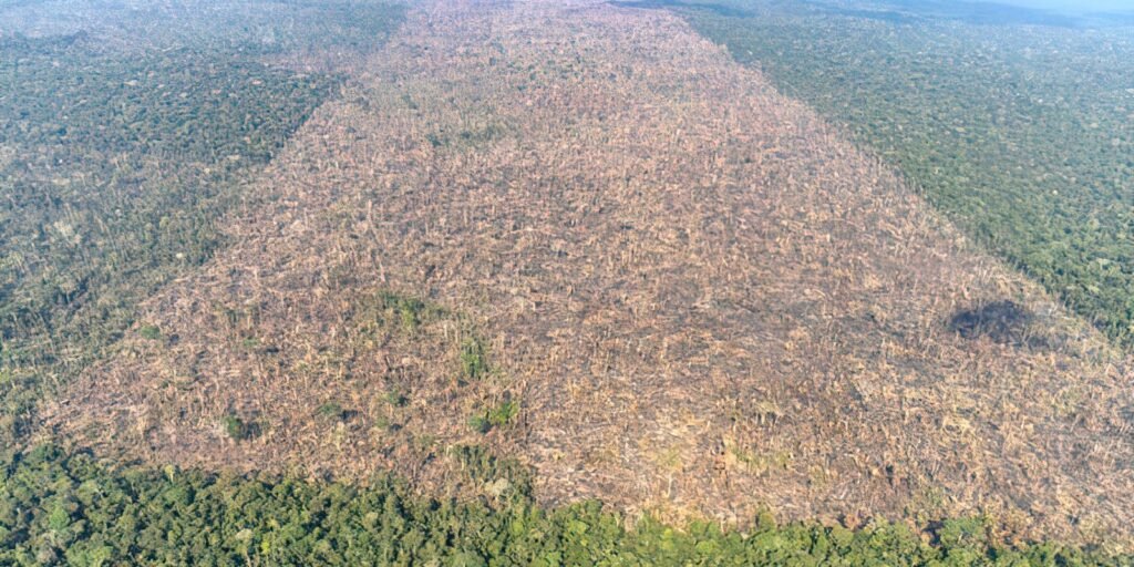 Desmatamento cai 30% no Brasil em 2024, mostra MapBiomas