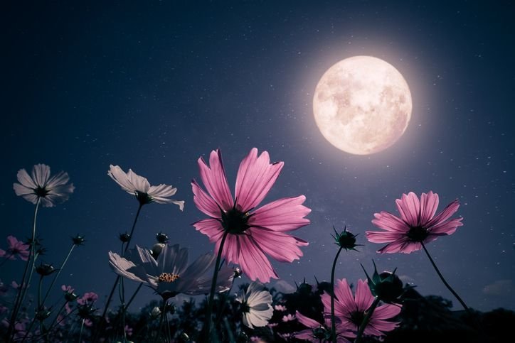 ‘Lua das Flores’: saiba quando acontecerá e como observar a Lua cheia de maio lua-das-flores-1.jpg