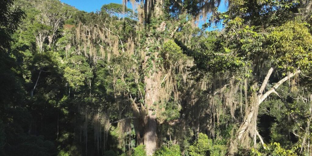 Maior jequitibá-rosa da Mata Atlântica é descoberto em Minas Gerais