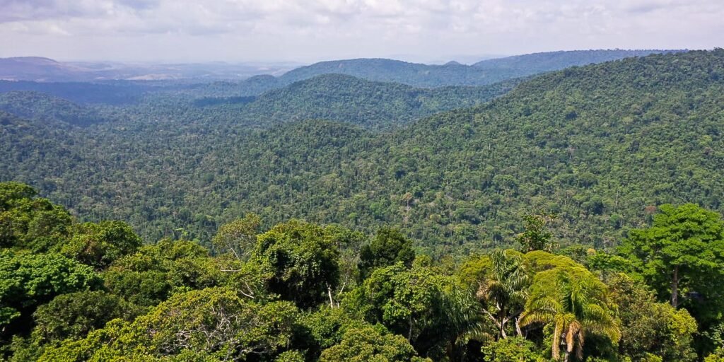 Amazônia precisa de 83% de espécies preservadas para continuar de pé