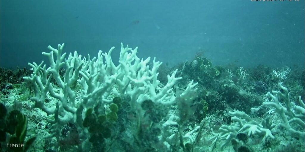 BNDES amplia investimentos na proteção de corais e ilhas oceânicas