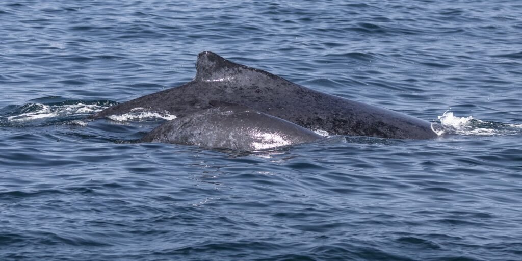 Encontro possibilita oportunidade de observação de baleias na Bahia