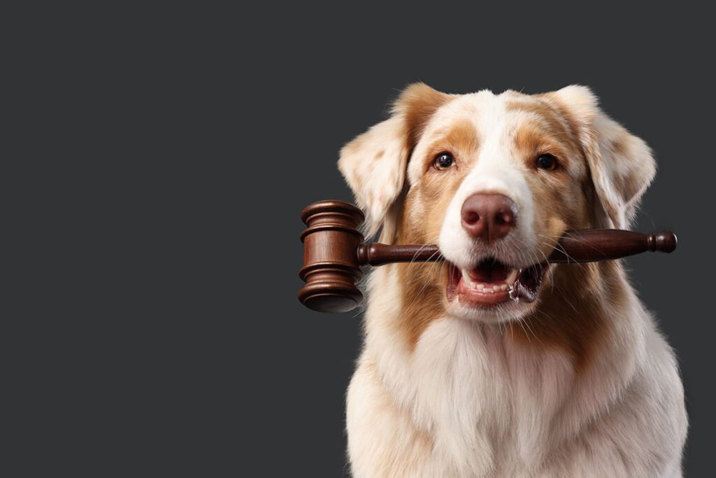 O vínculo afetivo com os pets continua mesmo após o fim de um relacionamento, exigindo diálogo e responsabilidade entre os tutores.