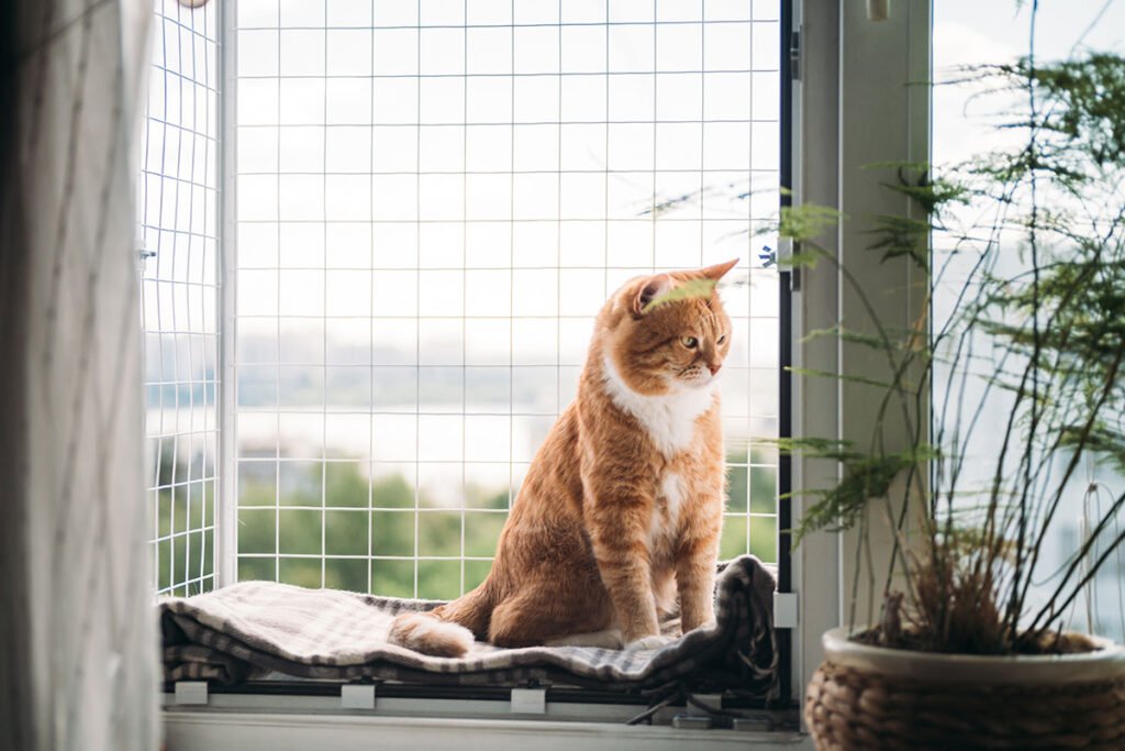 Mesmo em espaços pequenos, é possível garantir bem-estar, atividade física e carinho para pets de diferentes espécies.
