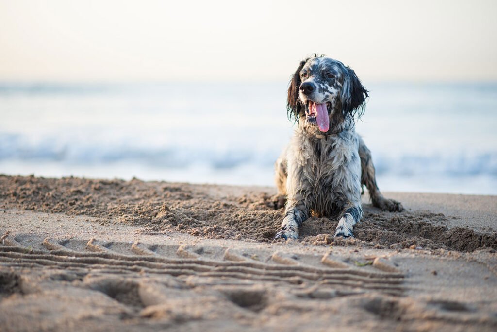 Pets têm se tornado companheiros frequentes em passeios à beira-mar, mas precisam de atenção com saúde, comportamento e impacto ambiental.