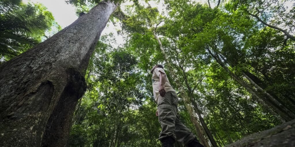 Brasil vai investir US$ 1 bilhão no fundo para florestas tropicais