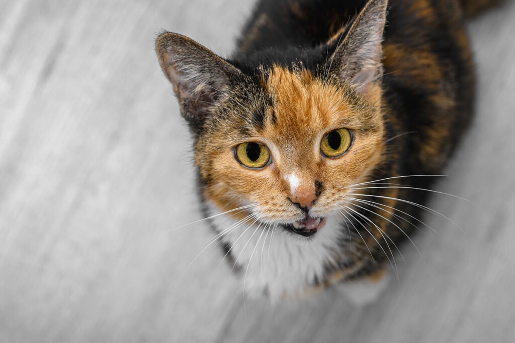 Miados podem expressar fome, medo ou afeto. Entender esses sons é essencial para fortalecer o vínculo com os gatos.