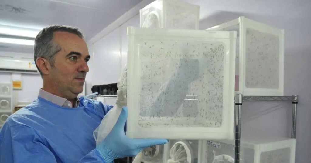 Cientista brasileiro por trás do mosquito que freia a dengue ganha reconhecimento mundial Cientista brasileiro por trás do mosquito que freia a dengue ganha reconhecimento mundial – Noticias R7