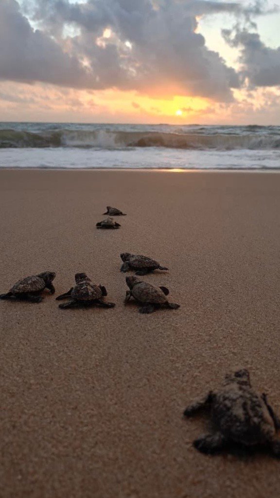 Caucaia registra primeiro nascimento de tartarugas marinhas monitorado em 2026