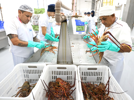 Ceará lidera exportações de pescado no Brasil e movimenta R$ 148 milhões em 2026