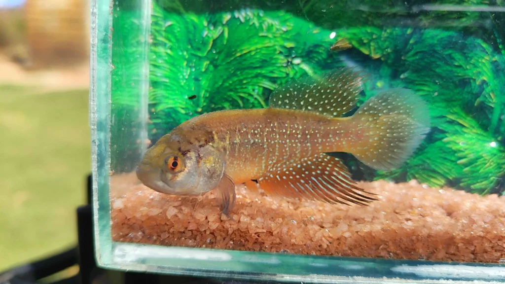 Nova espécie de peixe descoberta no Ceará vive em uma única poça e pode estar ameaçada de extinção
