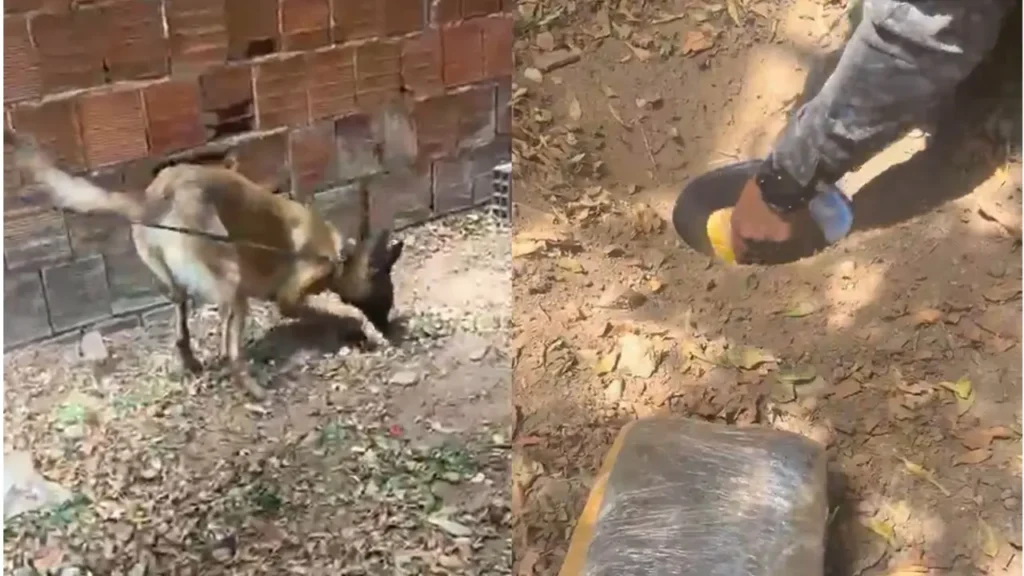 Cadela da PM encontra quase 3 kg de skunk enterrados em comércio desativado em Fortaleza